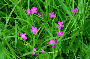 Fototapeta premium Wild Pink Flowers Blooming in Lush Green Grass summer wallpaper