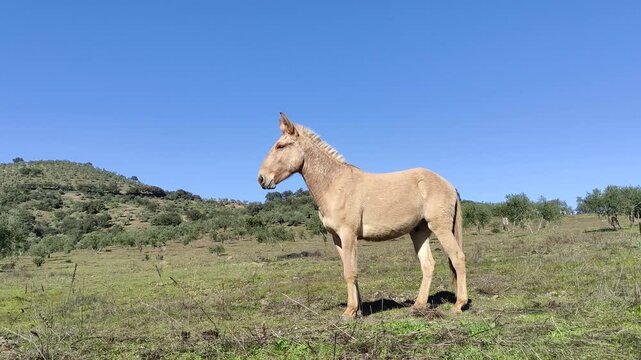 A slender and powerful Spanish mule of good stature stands upright in the lands of Mediterranean vegetation.