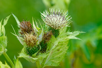 Kohl-Kratzdistel (Cirsium oleraceum)