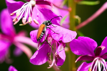 Weibchen des Blutroten Halsbock (Anastrangalia sanguinolenta)	