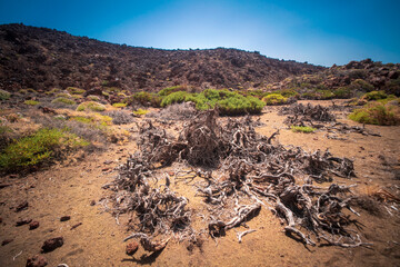 Teide national park in tenerife, spain, canary islands. 