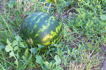 Ripe Watermelon Growing on Field Soil Surrounded by Green Leaves and Grass