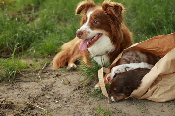 Brown and white dog is laying in a bag