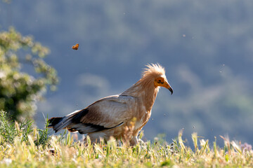 Egyptian vulture
