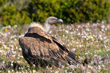 griffon vulture in wildflowers