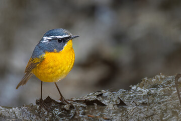 Close-up photograph of a White-browed Bush Robin (Tarsiger indicus), a colorful forest bird found in the eastern Himalayas. 