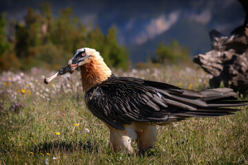 Lammergeier eating bones