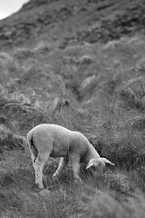 Mountain sheep