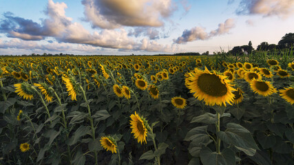 Obraz premium Expansive sunflower field during golden hour, illuminated by the soft light of sunset. Puffy clouds paint the sky in pastel tones, creating a serene and idyllic countryside scene, perfect for concepts
