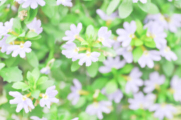 flower background or blur background Fairy Fan Flower , Half flower or Scaevola or Scaevola sp or purple flowe