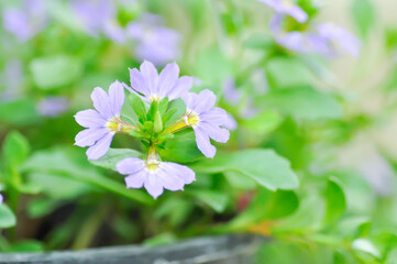 Fairy Fan Flower , Half flower or Scaevola or Scaevola sp or purple flower