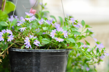 Fairy Fan Flower , Half flower or Scaevola or Scaevola sp or purple flower