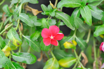 Catharanthus roseus G Don ,APOCYNACEAE or Madagascar periwinkle or Vinca or Old maid