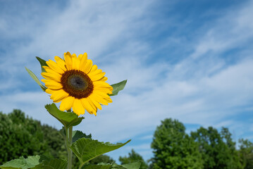 夏の青空とヒマワリ