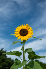 夏の青空とヒマワリ