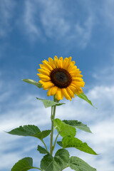 夏の青空とヒマワリ