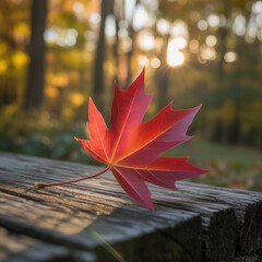 Red maple leaf resting on wooden surface in autumn forest  