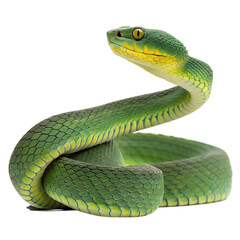 Fototapeta premium Green snake viper pit viper venomous snake reptile wildlife nature animal close up isolated on black background