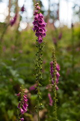 purple flowers in the forest