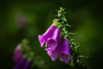 violet flower on green background