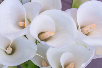 Fleurs d’arums 