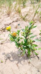 wild flowers on the beach