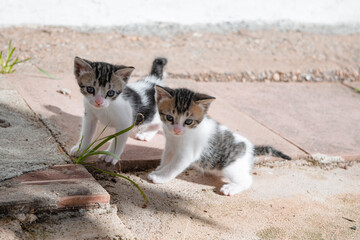 Vulnerable orphaned kittens in a rural setting explore the world around them in a touching scene of...