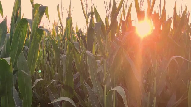 Close up slider shot through corn crop rows at sunset. Farming industry and maize harvest concept.
