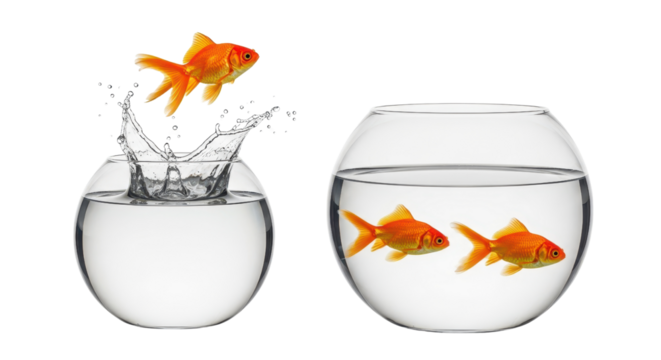 Goldfish jumping from one bowl to another isolated PNG with Transparent Background - Powered by Adobe