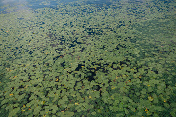 green swamp with lily pads in the water
