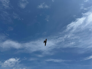 Bird swift flying in blue sky