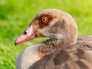 Close up of a male Egyptian goose (Alopochen aegyptiaca) Egyption Goose at a lake.