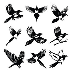 Flying Magpie Bird Silhouette Collection – Elegant Black and White Vector Illustrations in Various Flight Poses
