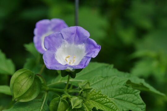 Nicandra physalodes - Giftbeere mit Insekt