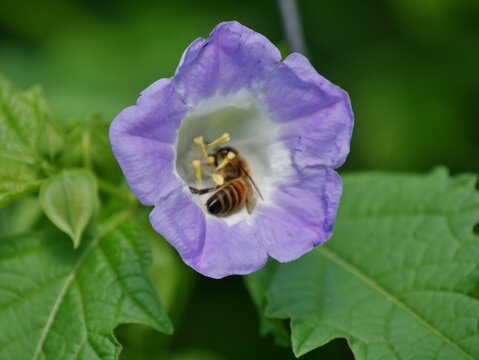 Nicandra physalodes - Giftbeere mit Insekt
