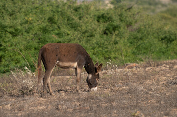 donkey and foal