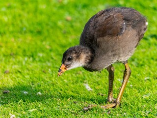 Young Coot, chick. Foraging for food on the riverbank. Eurasian coot swimming on a pond an feeding with grass.