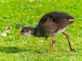 Young Coot, chick. Foraging for food on the riverbank. Eurasian coot swimming on a pond an feeding with grass.