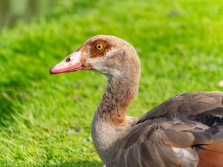 Close up of a male Egyptian goose (Alopochen aegyptiaca) Egyption Goose at a lake.
