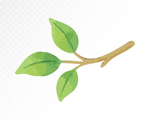  Watercolor leafy branch with small green leaves, hand-painted botanical element in natural garden style for decorative compositions. Vector illustration.