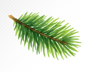 Watercolor illustration of a green pine tree branch with long needles, isolated evergreen spruce twig on white background. Vector illustration.