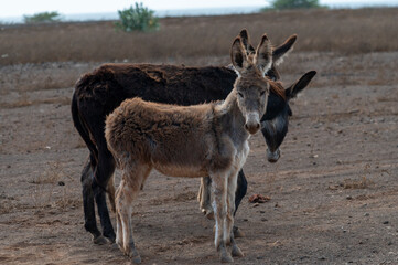 donkey and foal