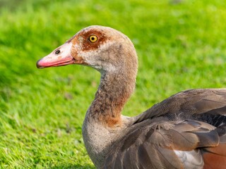 Close up of a male Egyptian goose (Alopochen aegyptiaca) Egyption Goose at a lake.