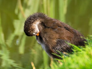Young Coot, chick. Foraging for food on the riverbank. Eurasian coot swimming on a pond an feeding...