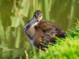 Young Coot, chick. Foraging for food on the riverbank. Eurasian coot swimming on a pond an feeding...