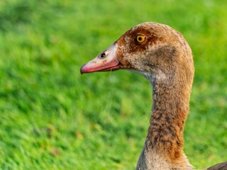 Close up of a male Egyptian goose (Alopochen aegyptiaca) Egyption Goose at a lake.