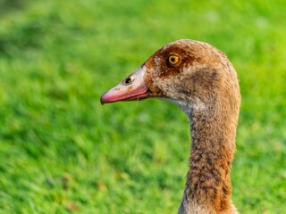 Close up of a male Egyptian goose (Alopochen aegyptiaca) Egyption Goose at a lake.