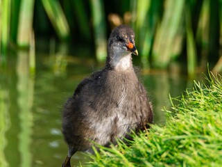 Young Coot, chick. Foraging for food on the riverbank. Eurasian coot swimming on a pond an feeding...
