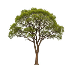 A single tree with green leaves and brown branches in full view shot