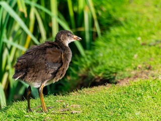 Young Coot, chick. Foraging for food on the riverbank. Eurasian coot swimming on a pond an feeding...